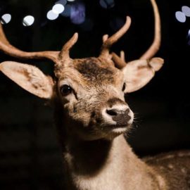 Come and see the beautiful animals that we have for Christmas, take photos and enjoy your day on the 23rd of December 2016.